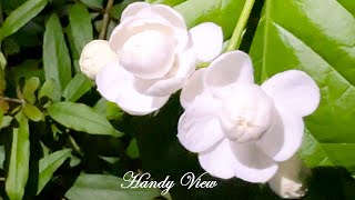 The fragrance of jasmine flower, when people sniff it, can have several benefits