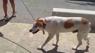 Benny Is at the Clinic & Gets Daily Walks! 🐶❤️ -Takis Shelter