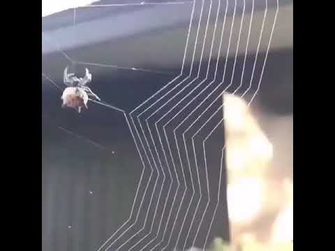 تار بستن عنکبوت به شیوه جالب و دقیق مهندس واقعی خداست دوران العنكبوت بطريقة دقيقة ومثيرة للاهتمام