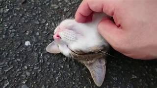 あごの下マッサージの快感を覚えてしまった子猫ちゃん