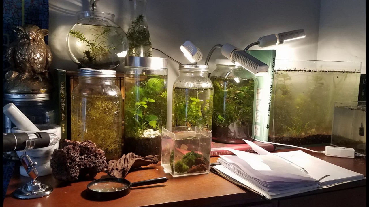 What is an Ecological Microcosm?