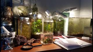 What is an Ecological Microcosm?