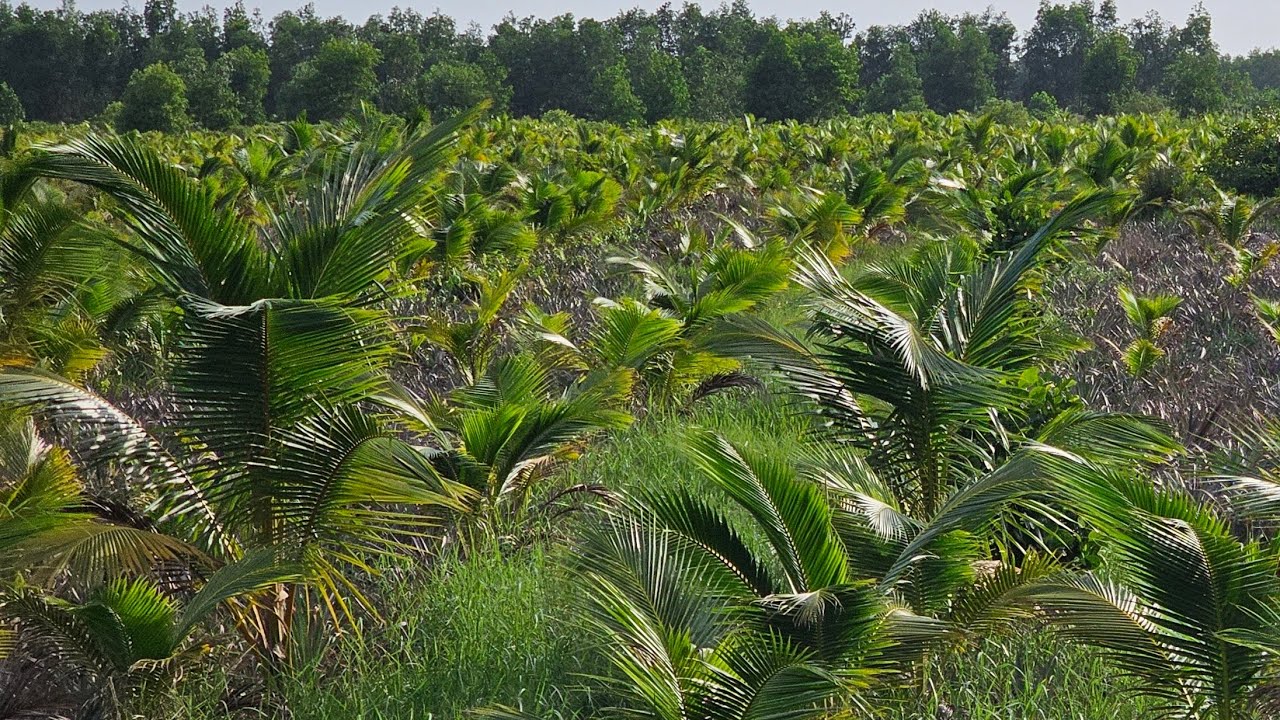 Bứng gần 1.000 cây dừa lở đỏ mã lai siêu trái tại vườn ươm 