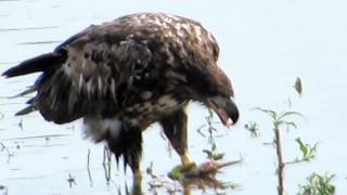 Great Blue Heron gives up Gar to Bald Eagle: NARRATED Blue Heron Eagle River