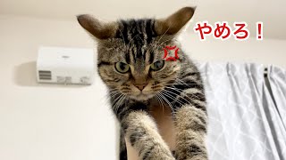 あまりの可愛さに猫を片手で持ち上げたら怒られましたw