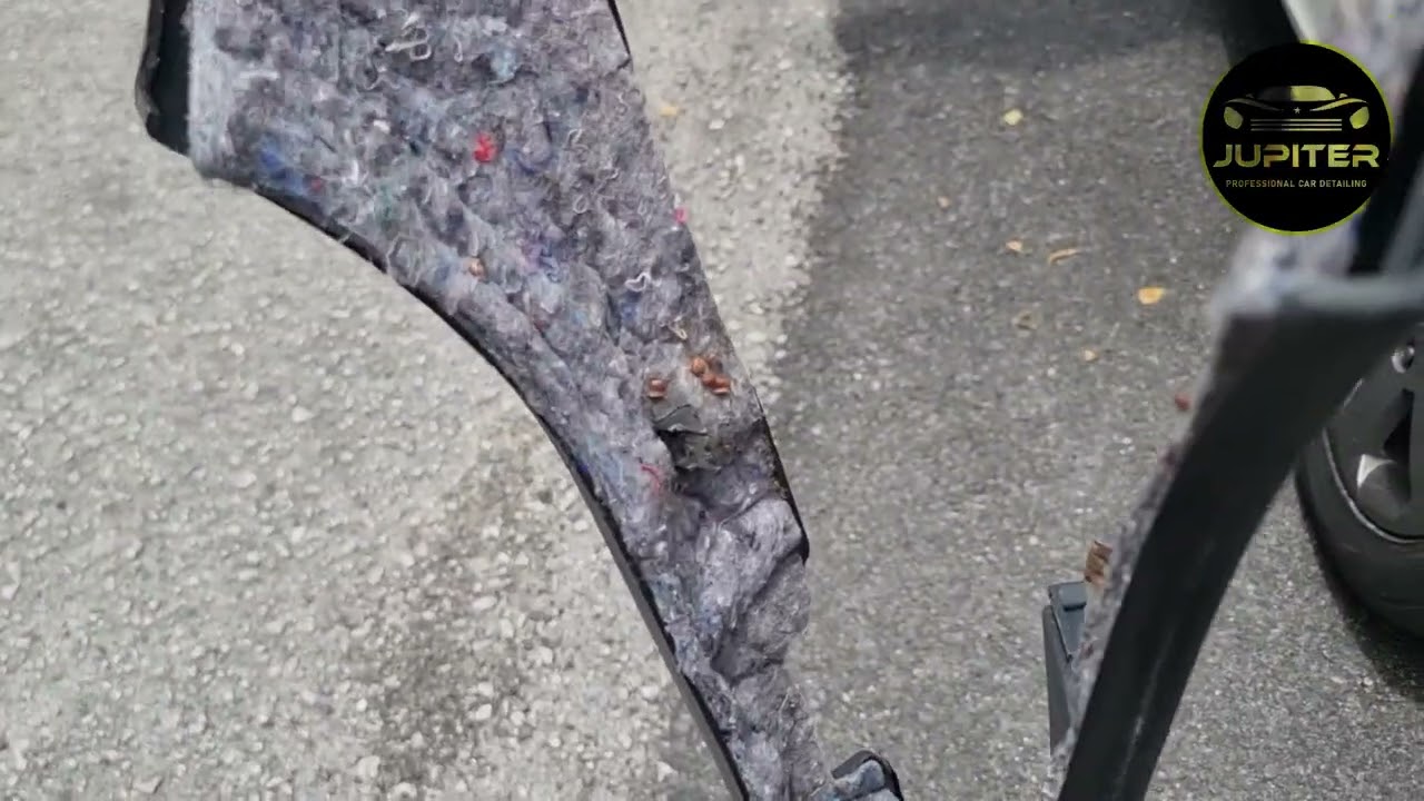 Cockroach Issue in car