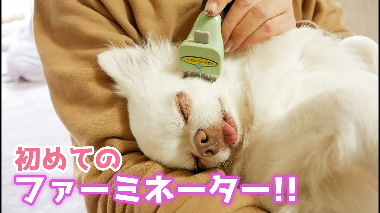 チワワ犬に初めてファーミネーターを使ってみたら まさかの結果にw Youtube チワワ犬に初めてファーミネーターを使ってみたら まさかの結果にw Youtube