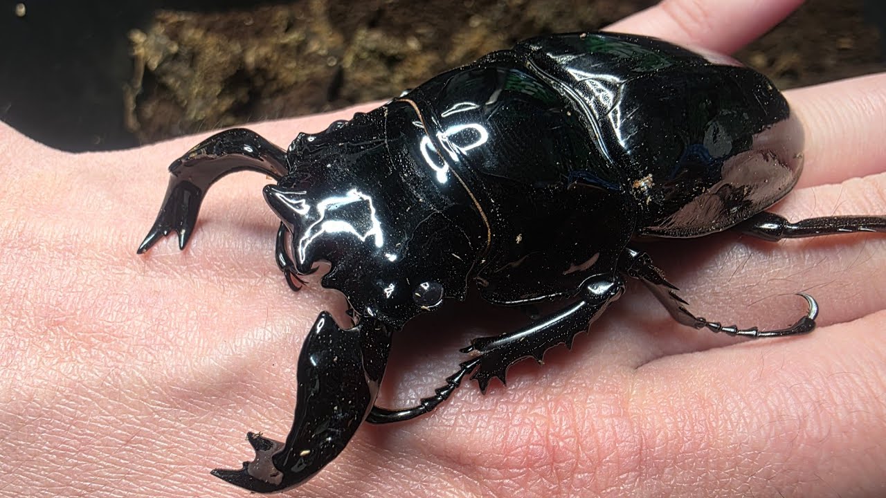 The African stag beetles that emerge in six months are absolutely