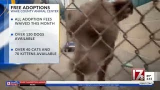 Wake County waives pet adoption fees for August