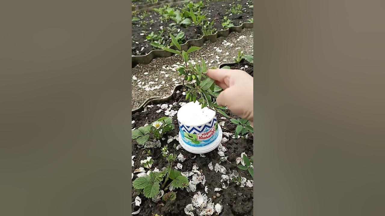 жимолость съедобная " Восторг ", " Индиго Джем" - YouTube
