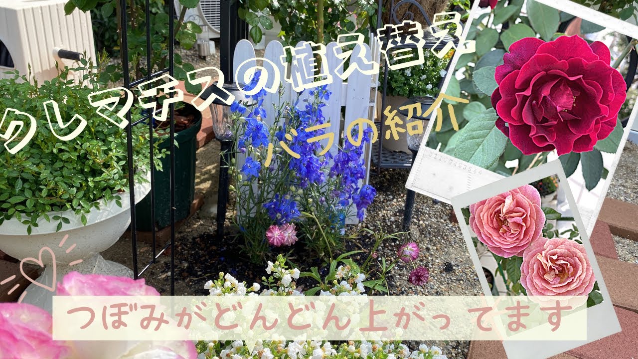 クレマチスを地植えに 庭に咲くバラの紹介 Youtube