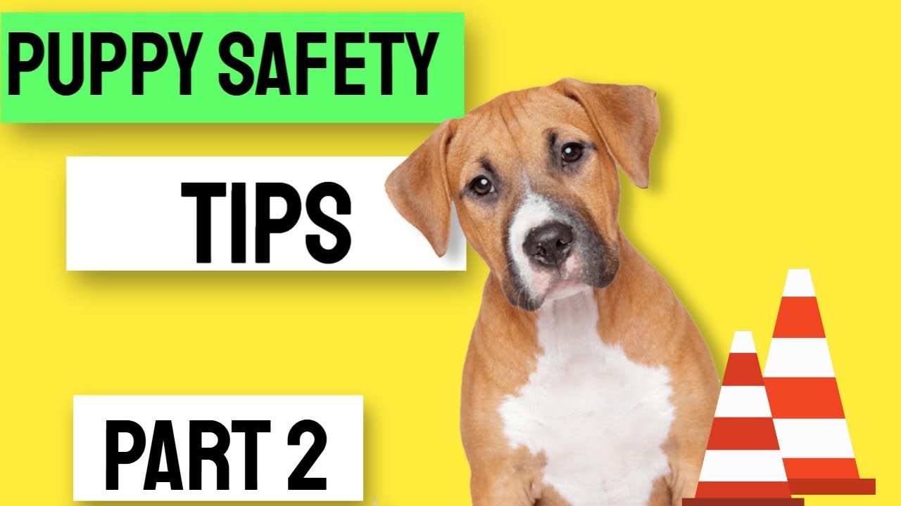 Puppy Safety Tips for New Puppy Owners YouTube