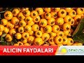 Alıç Meyvesinin Faydaları Bu Videoda! İlaç niyetine bol bol tüketin!