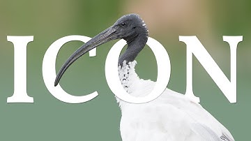 How an Ibis Became the 