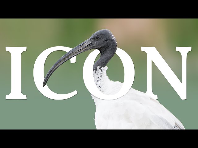 Bin Chicken - The Australian White Ibis class=