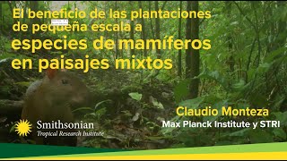 El beneficio de las plantaciones de pequeña escala a especies de mamíferos en paisajes mixtos