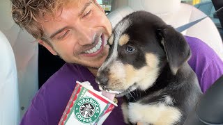 Giving My Foster Puppies a Starbucks Puppuccino
