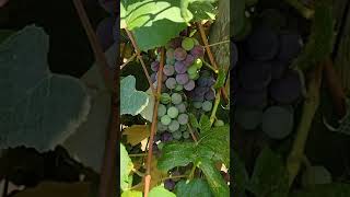 Grapes are back