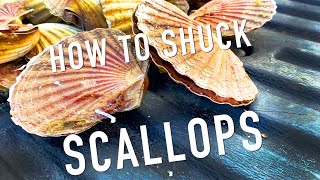 How to shuck scallops  Tutorial from an expert