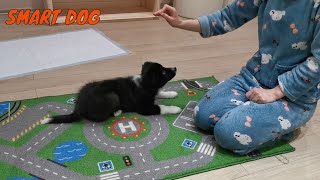 How To Train Your 10 Week Old Border Collie Puppy