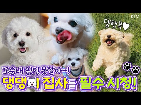 ❤️댕댕이들은 사랑입니다❤️ 행복하개~ 건강하개~ 안전하개~ 반려동물 인구 1500만 시대, 집사들을 위한 꿀팁