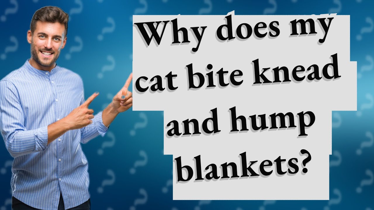Why does my cat bite knead and hump blankets? YouTube