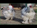 دجاج براهما ارميني لايت🐔🐣 من مزارع تركيا 🇹🇷/chicken Berahma