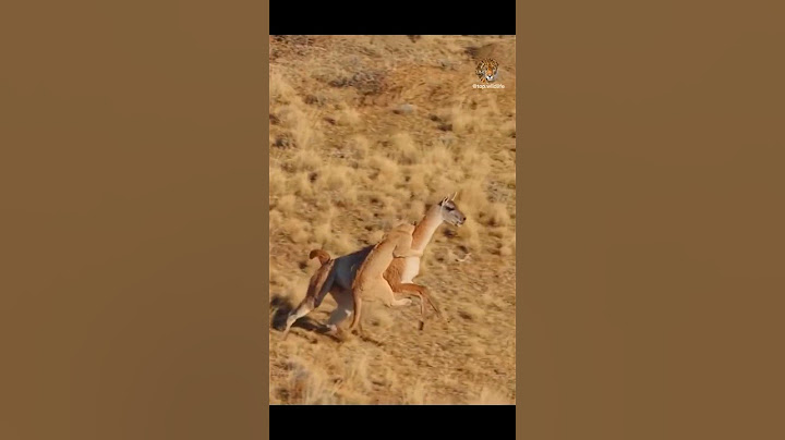 SIMBA vs AL AHLY😀😀