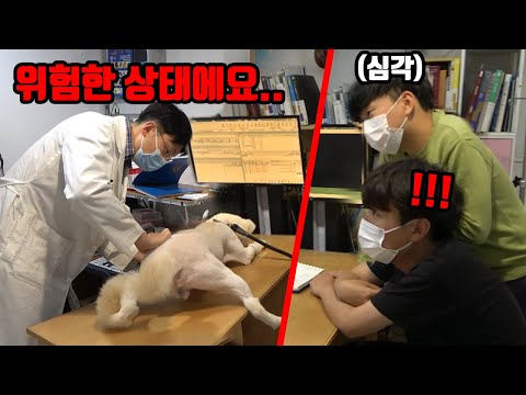 시골에서 구조한 유기견이 아프대요..