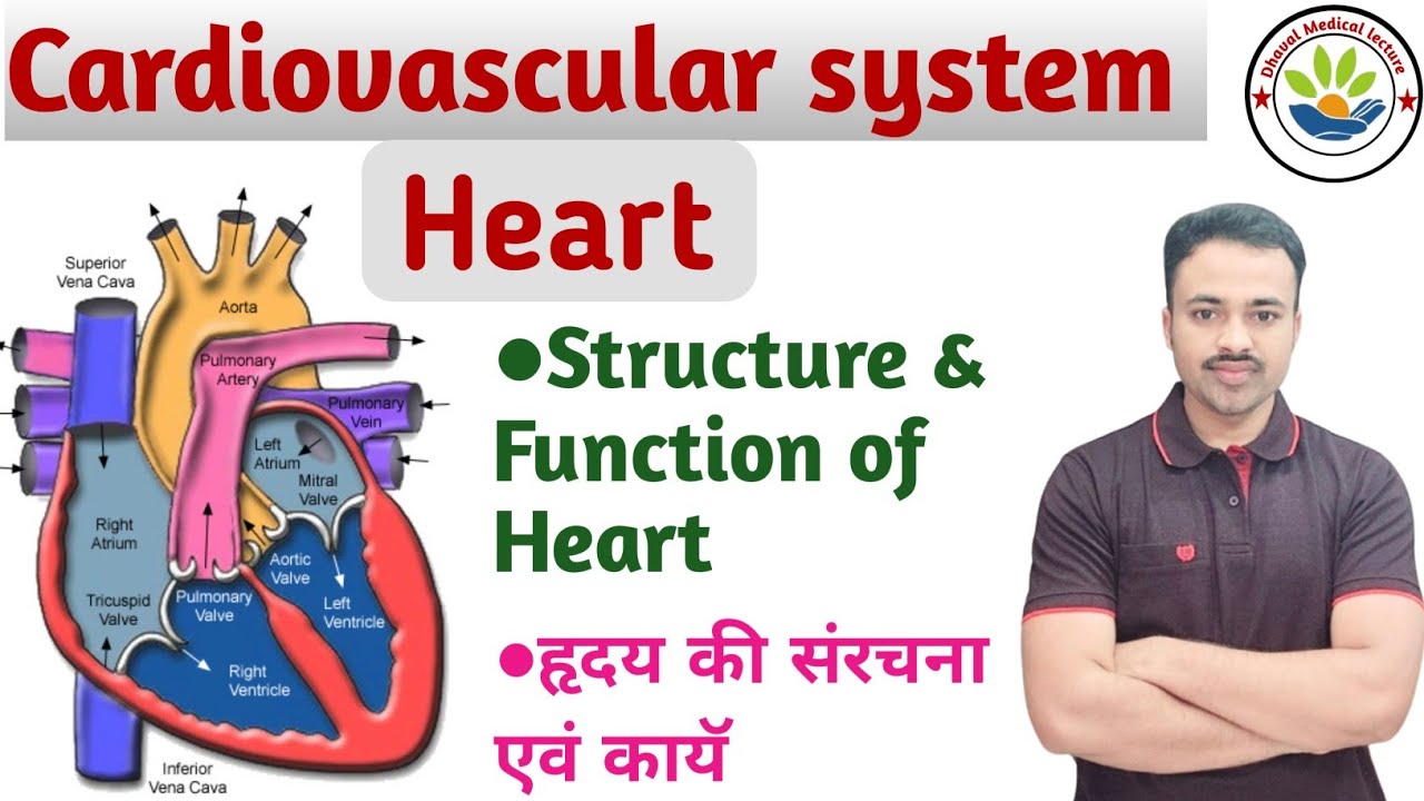 Cardiovascular system // Heart // Structure and function of Heart ...