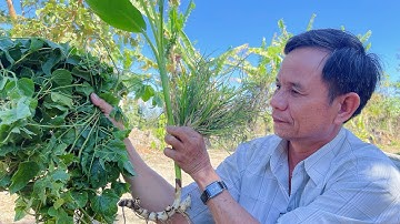 Bài Thuốc Trị Bệnh Suy Tim Cực Kỳ Hiệu Quả