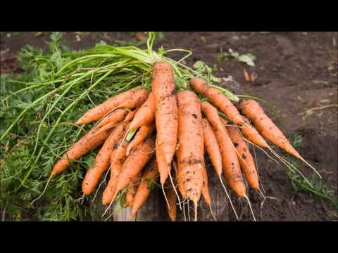 Video: Si Të Rriteni Karrotat: Mbjellje, Hedh Lëng, Lotim, Ushqim