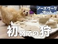 パパからのプレゼントに狩猟本能が目覚める子犬が可愛い【チワプー】