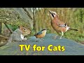 Cat TV ~ Entertainment for Cats to Watch Squirrels and Birds ⭐ 8 HOURS ⭐