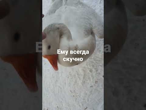 диск пильный по