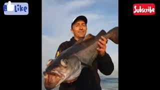 # ABADEJO PICADA EN DIRECTO #13 SLOW JIGGING GALICIA REINA DEL MAR