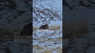 💥高原狼大战藏獒精彩瞬间！#Wolf #Dog #Animal 【跟着图尔去旅行】