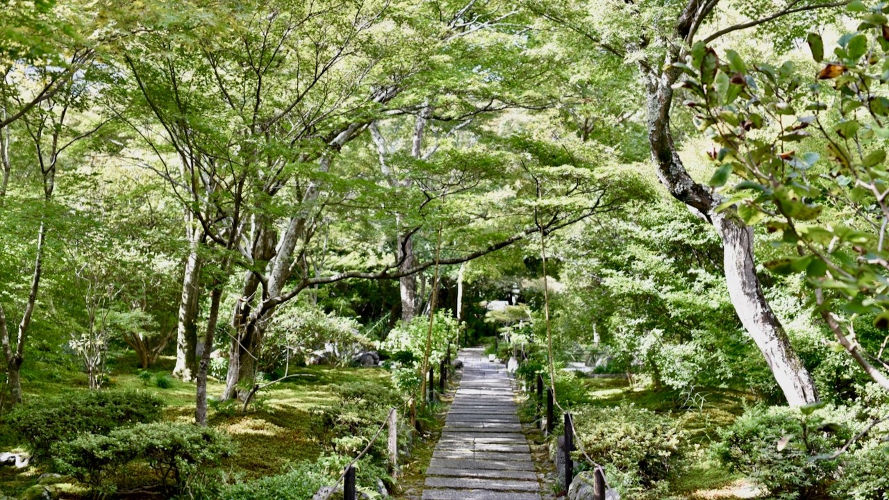 Kyoto Hokyo-in Temple in Fresh Green | Mossy Path & Serene Zen