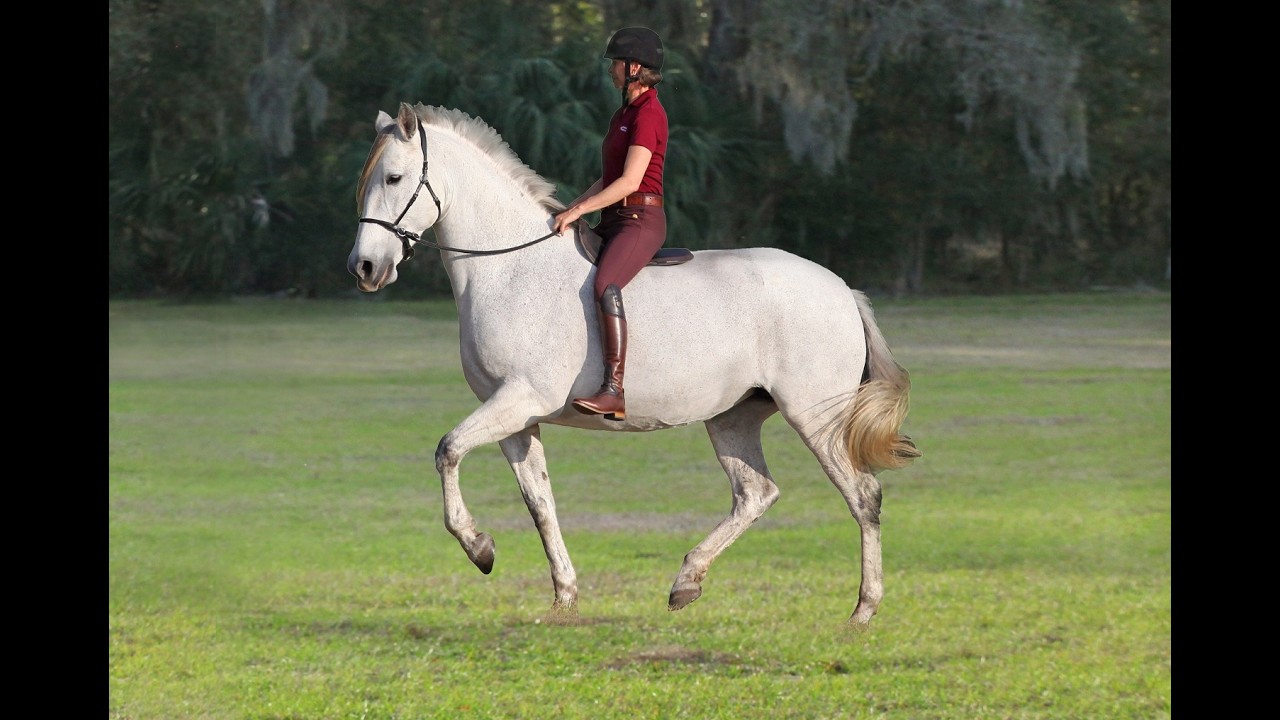 Cruelty in Equestrian Sports - a historical imperative? Part II