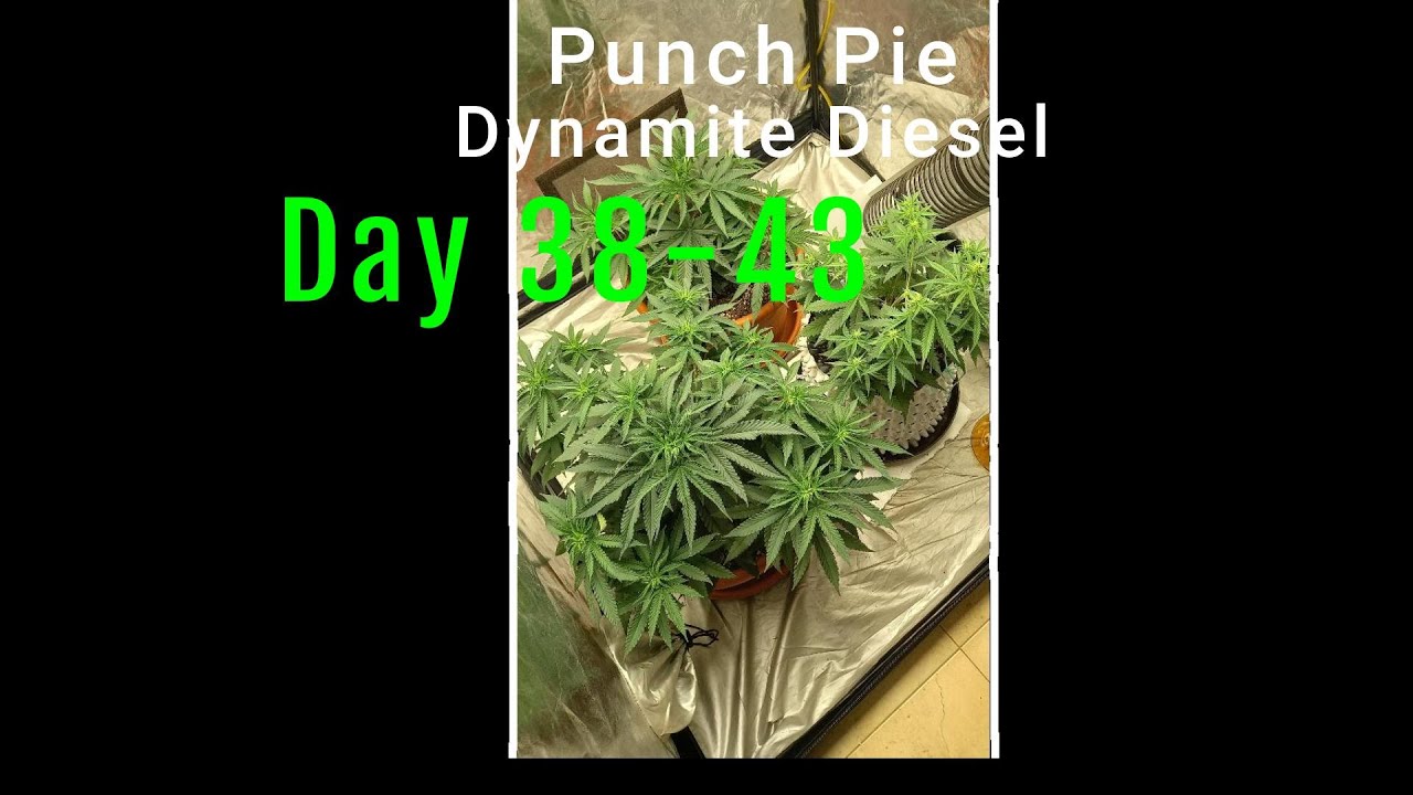 Punch Pie repot 