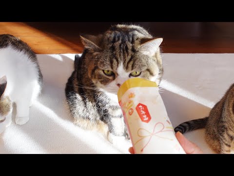 お年玉をもらったねこ２。-Cats got a new year's gift 2.-