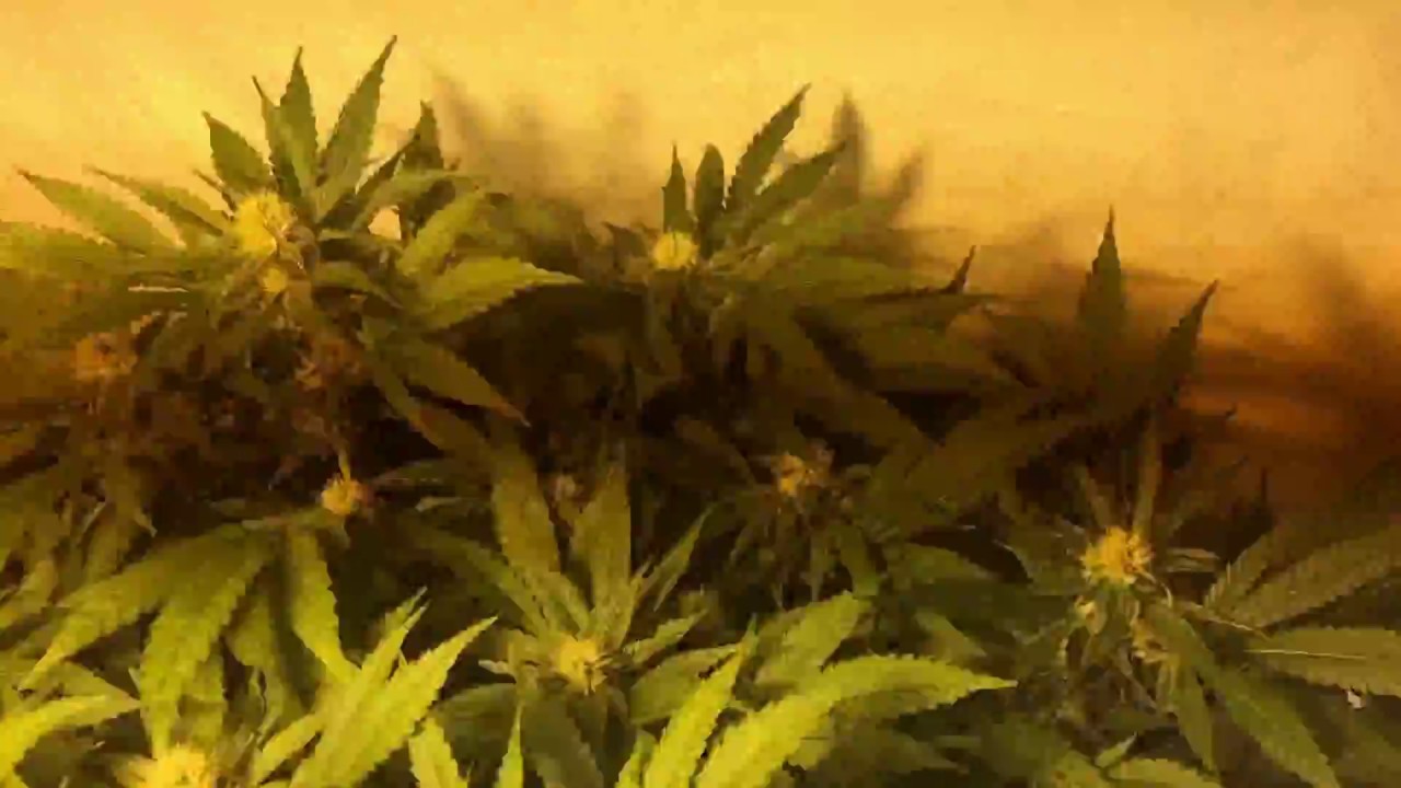 Critikal Bilbo GenehtikSeeds VS Critical++ GeaSeeds