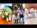 Tik Tok Chó Phốc Sóc Mini | Funny and Cute Pomeranian Videos #5