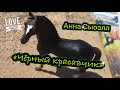 ❤ ЗООМАНИЯ || 🐴 Анна Сьюэлл &quot;ЧЕРНЫЙ КРАСАВЧИК&quot;