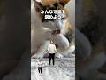 「猫様って神様」猫あるある|フルはApple Musicほか音楽アプリへ