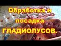 Посадка гладиолусов и защита от болезней и вредителей