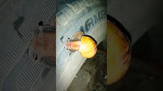 Bekicot nemplok diban mobil #bekicot #siput