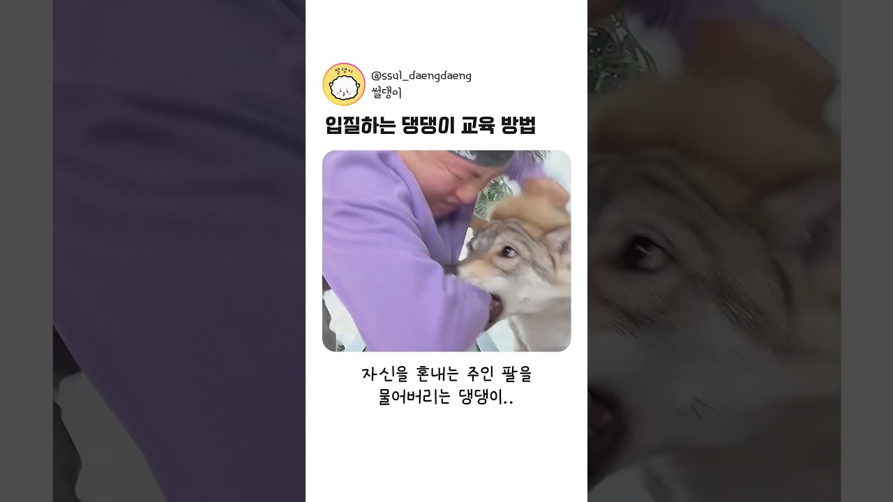 입질하는 댕댕이 교육 방법