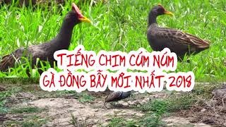 Tiếng gà đồng mp3 ,tiếng gà nước , cúm núm mới nhất dùng để bẫy