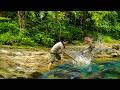 Skills for catching giant catfish in a natural forest stream - Survival in the wilderness